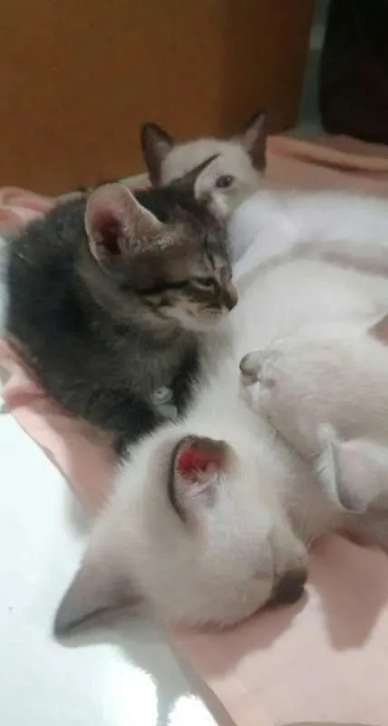 Gato raça SRD idade  nome Para Escolher