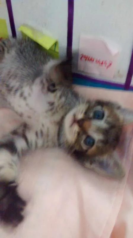 Gato raça SRD idade  nome Para Escolher