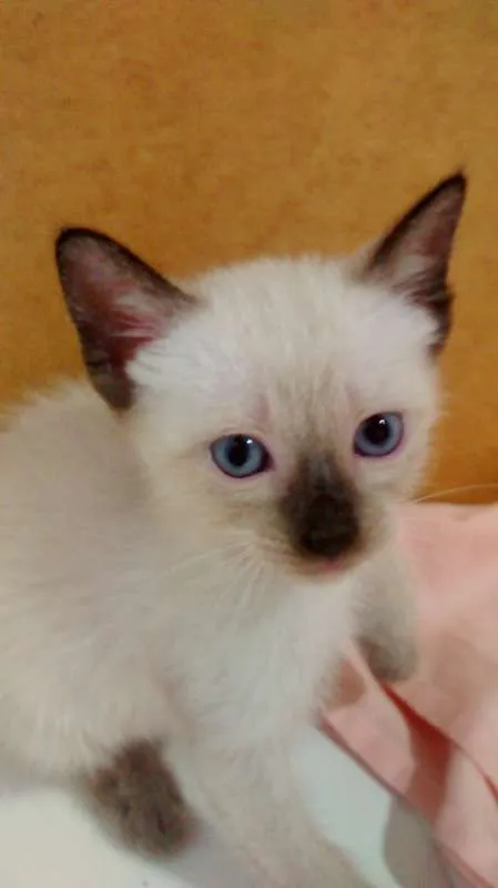 Gato raça SRD idade  nome Para Escolher