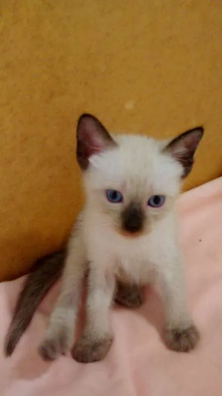 Gato raça SRD idade  nome Para Escolher