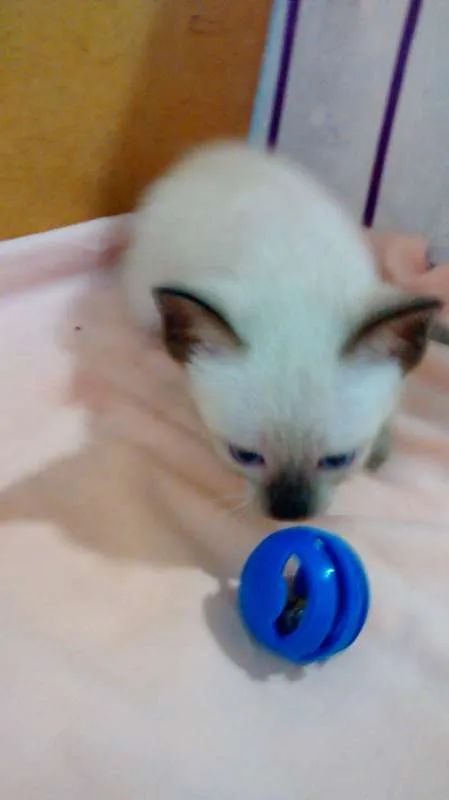 Gato raça SRD idade  nome Para Escolher