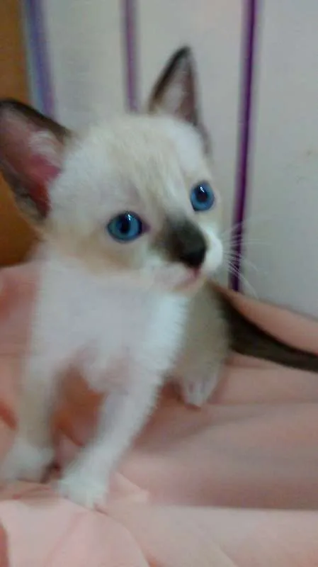 Gato raça SRD idade  nome Para Escolher