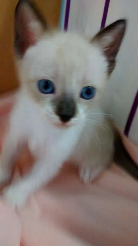 Gato raça SRD idade  nome Para Escolher