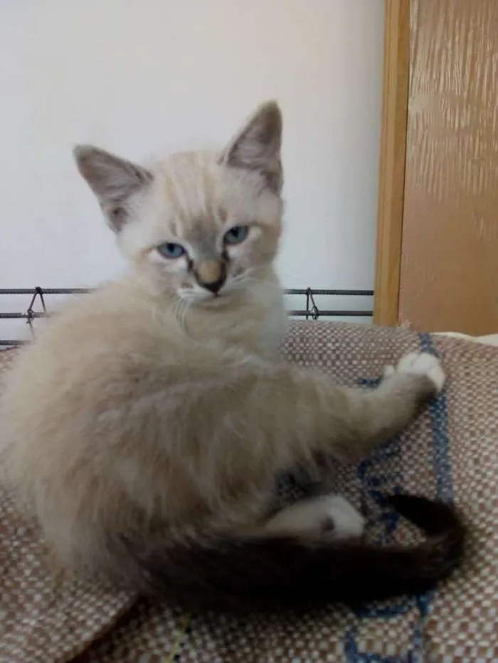 Gato ra a Todas idade Abaixo de 2 meses nome Luk