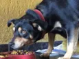 Penélope