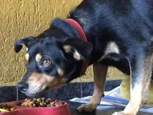 Cachorro raça SRD idade 3 anos nome Penélope