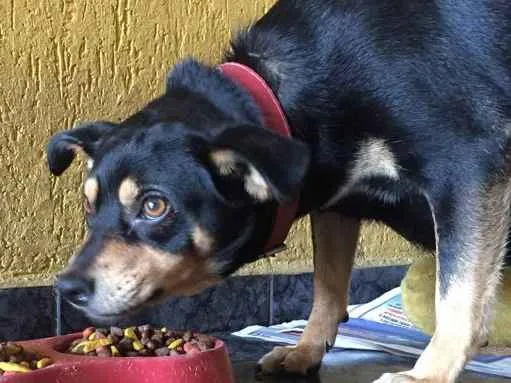 Cachorro ra a SRD idade 3 anos nome Penélope