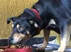 Cachorro raça SRD idade 3 anos nome Penélope