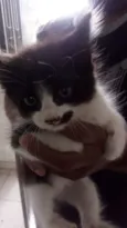 Gatinhos