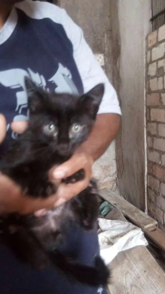 Gato ra a SRD idade Abaixo de 2 meses nome Gatinhos