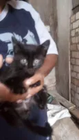 Gatinhos