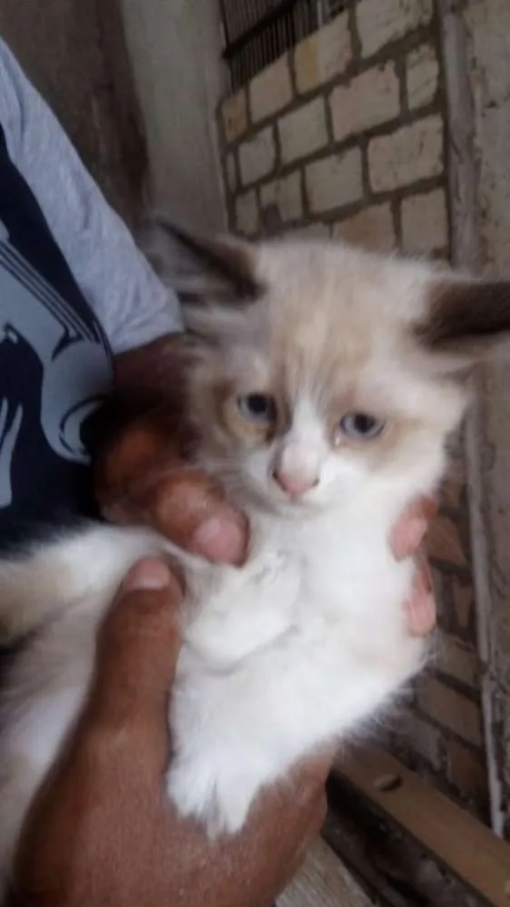 Gato ra a SRD idade Abaixo de 2 meses nome Gatinhos