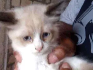 Gato raça SRD idade Abaixo de 2 meses nome Gatinhos
