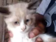 Gatinhos