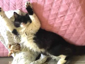 Gato raça Vira-lata  idade 5 anos nome Neca