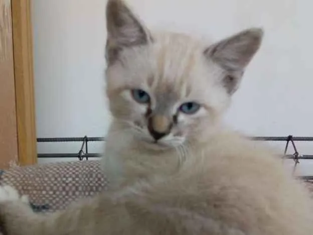 Gato ra a Todas idade Abaixo de 2 meses nome Luk