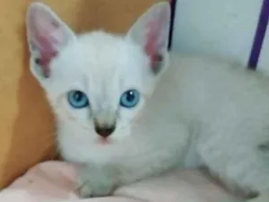 Gato raça SRD idade  nome Para Escolher