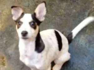 Cachorro raça Vira lata idade 7 a 11 meses nome Tanajura