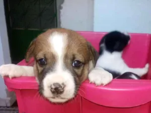 Cachorro raça Sem raça definida idade Abaixo de 2 meses nome Filhotes