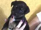 Cachorro raça SRD idade 2 a 6 meses nome Kiara