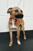 Scooby.