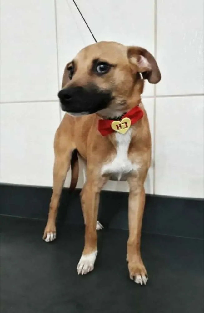 Cachorro ra a SRD idade 2 a 6 meses nome Scooby.