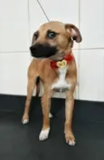 Scooby.