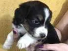 Cachorro raça SRD idade 2 a 6 meses nome Princesa