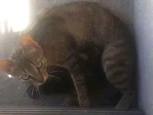 Gato raça Vira lata idade Abaixo de 2 meses nome Sem nomes 