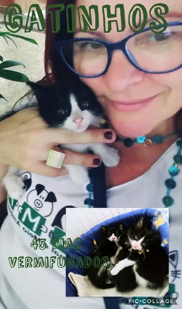 Gato ra a Srd idade Abaixo de 2 meses nome Gatinhos frajolas