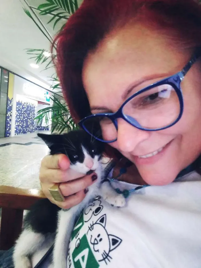 Gato ra a Srd idade Abaixo de 2 meses nome Gatinhos frajolas