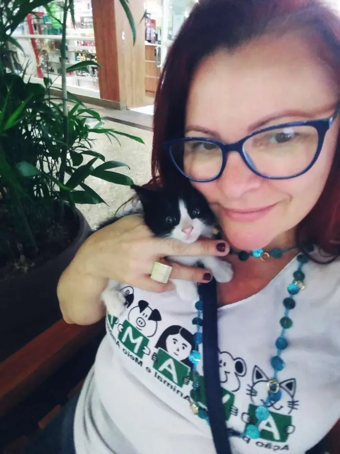 Gato ra a Srd idade Abaixo de 2 meses nome Gatinhos frajolas