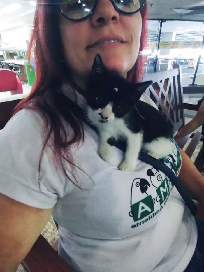 Gato ra a Srd idade Abaixo de 2 meses nome Gatinhos frajolas