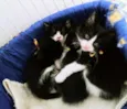 Gatinhos frajolas
