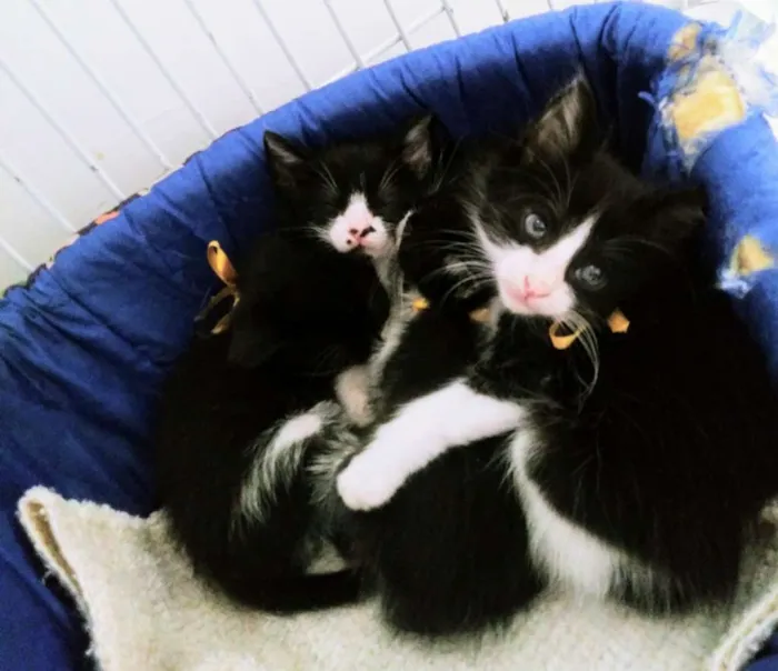 Gato ra a Srd idade Abaixo de 2 meses nome Gatinhos frajolas