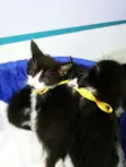 Gatinhos frajolas