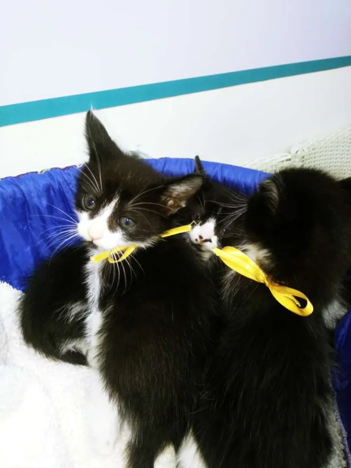 Gato ra a Srd idade Abaixo de 2 meses nome Gatinhos frajolas
