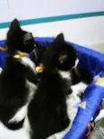 Gatinhos frajolas