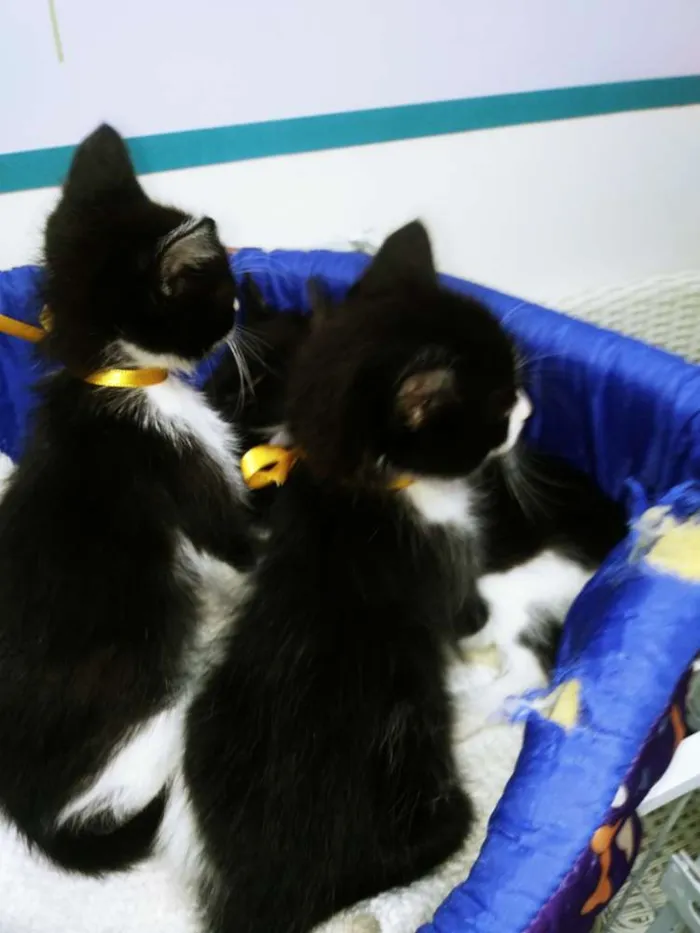 Gato ra a Srd idade Abaixo de 2 meses nome Gatinhos frajolas