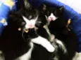Gatinhos frajolas