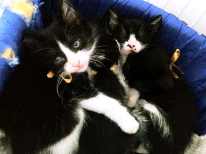 Gato ra a Srd idade Abaixo de 2 meses nome Gatinhos frajolas