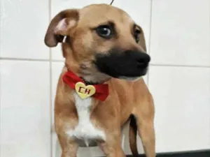 Cachorro raça SRD idade 2 a 6 meses nome Scooby.