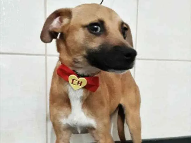 Cachorro ra a SRD idade 2 a 6 meses nome Scooby.