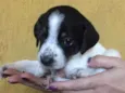 Moli
