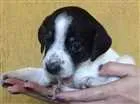 Cachorro raça SRD idade 2 a 6 meses nome Moli