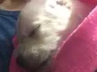 Cachorro raça SRD idade 2 a 6 meses nome Thor