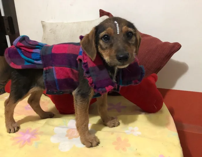 Cachorro ra a SRD idade 2 a 6 meses nome Mari