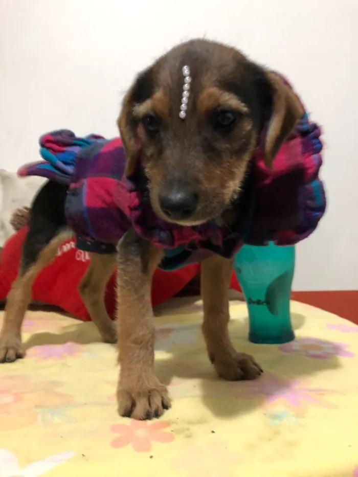 Cachorro ra a SRD idade 2 a 6 meses nome Mari
