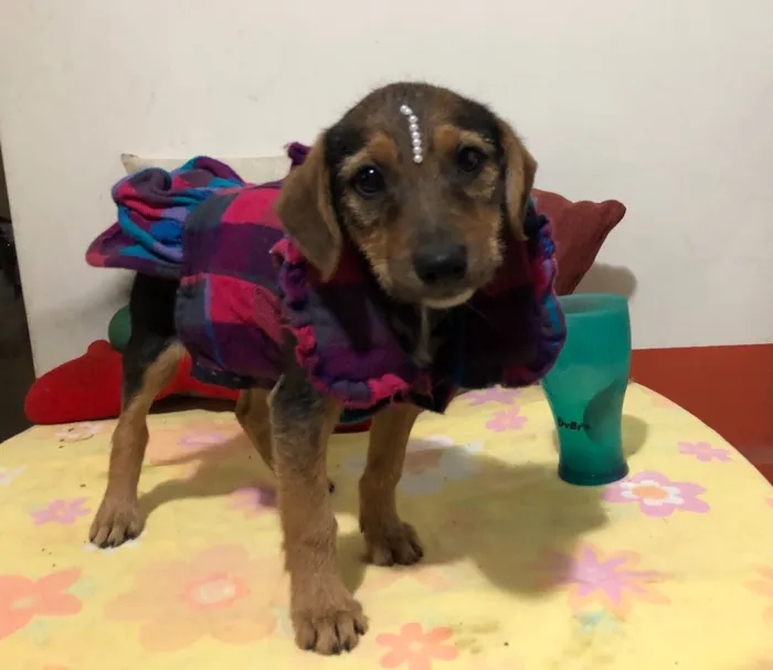 Cachorro ra a SRD idade 2 a 6 meses nome Mari