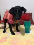 Jujuba 
